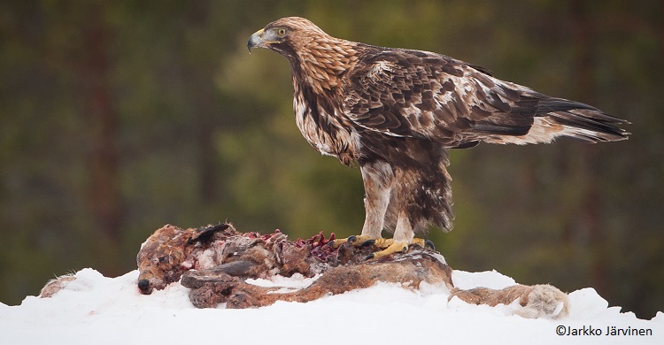 Photo credit: Golden eagle (Aquila chrysaetos) by Jarkko Järvinen - Flickr, CC BY-SA 2.0, https://commons.wikimedia.org/w/index.php?curid=31845756