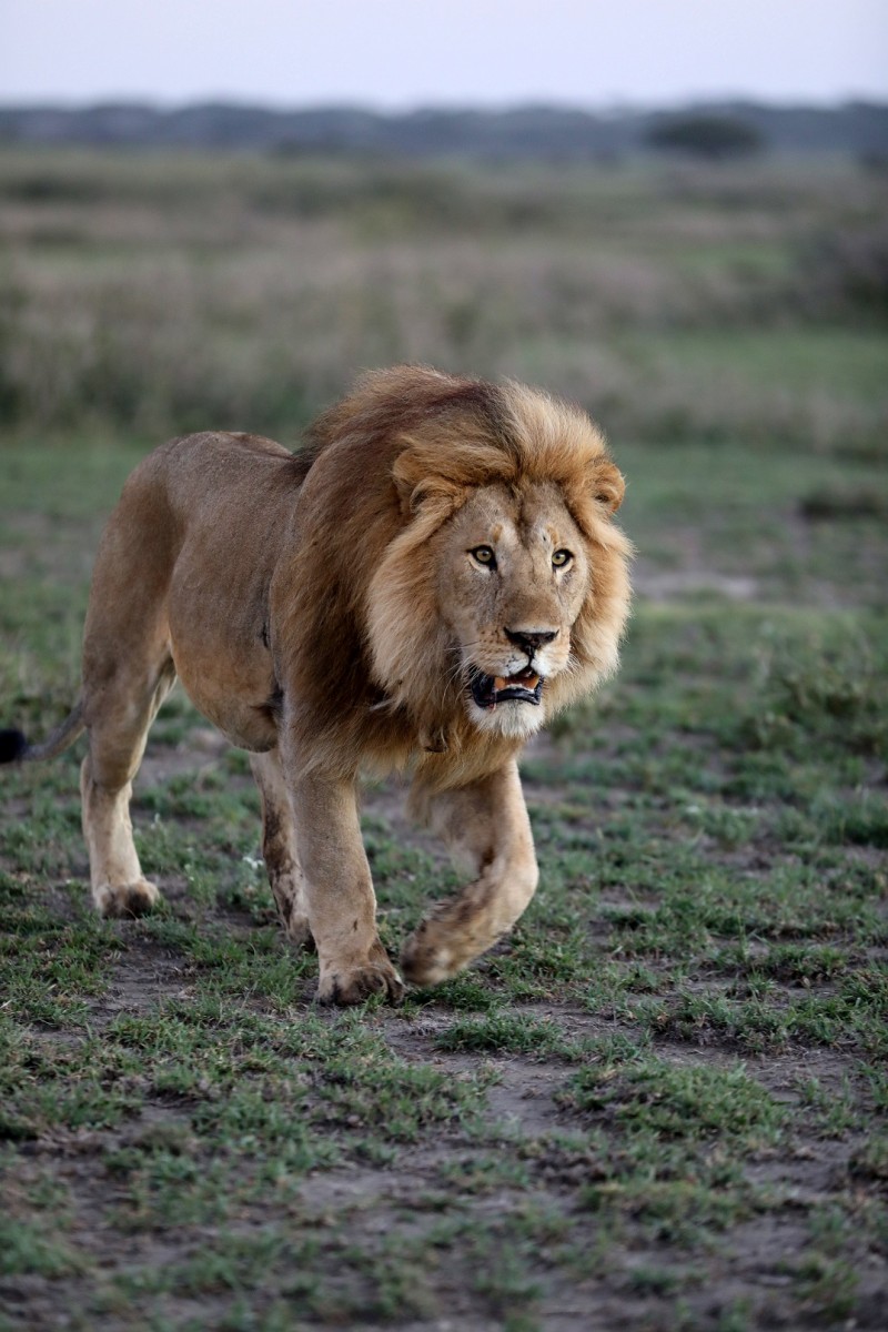 Download Lion Conservation Strategies And Plans Cms