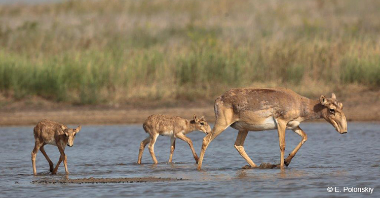Saiga antelopes, Stepnoi Reserve © E. Polonskiy