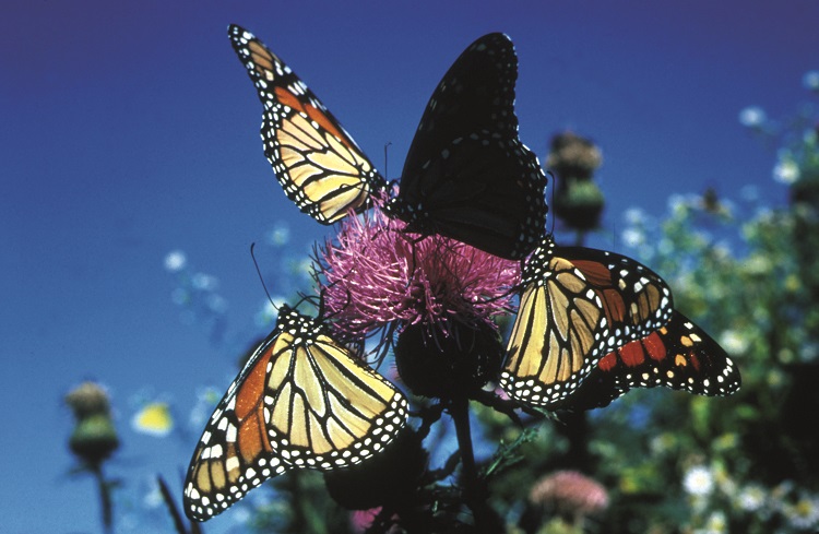 Monarch Butterflies © Allen Montgomery USFWS
