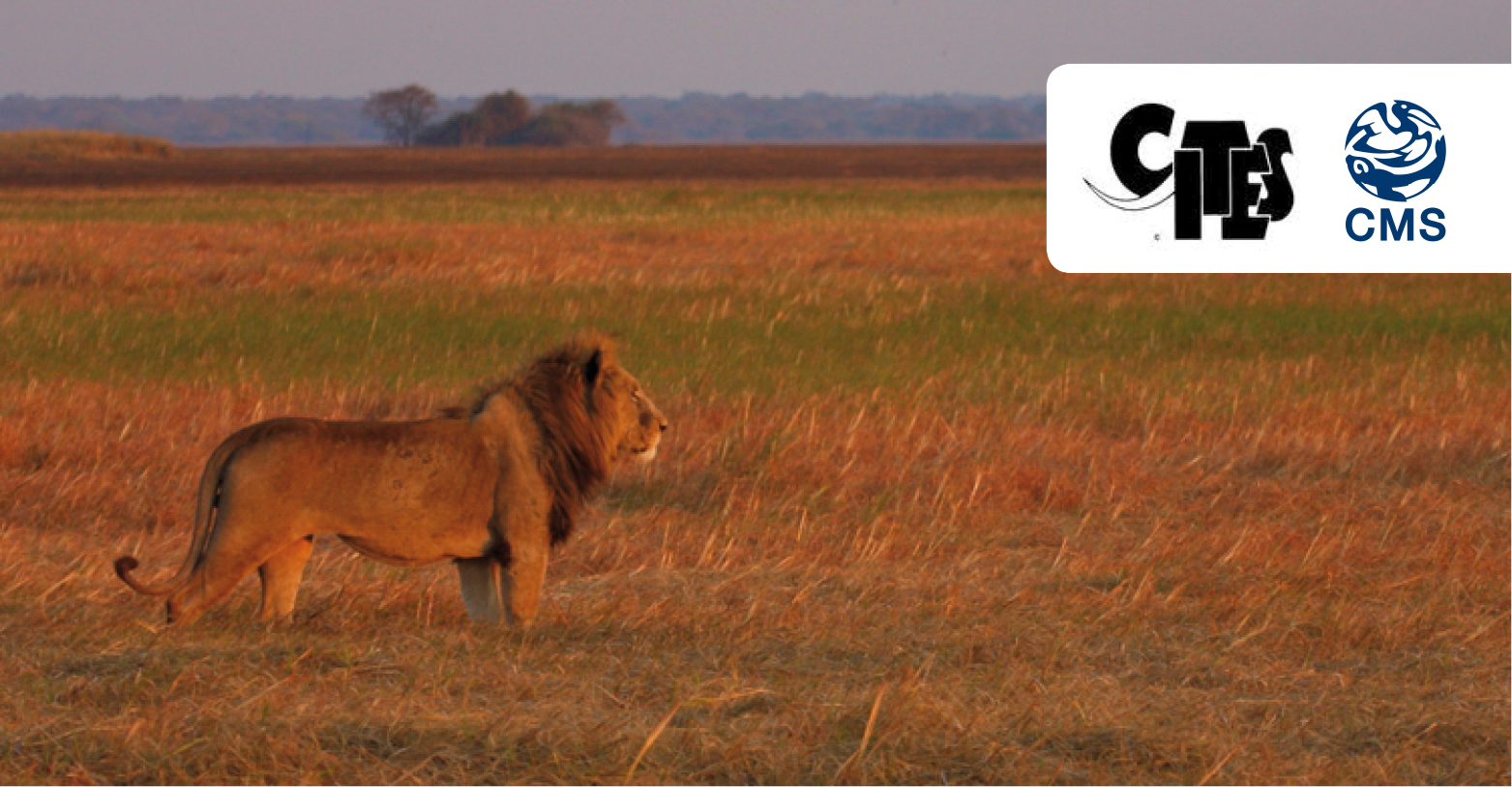 Salvando a los leones: África se pone de acuerdo sobre el camino a seguir |  CMS