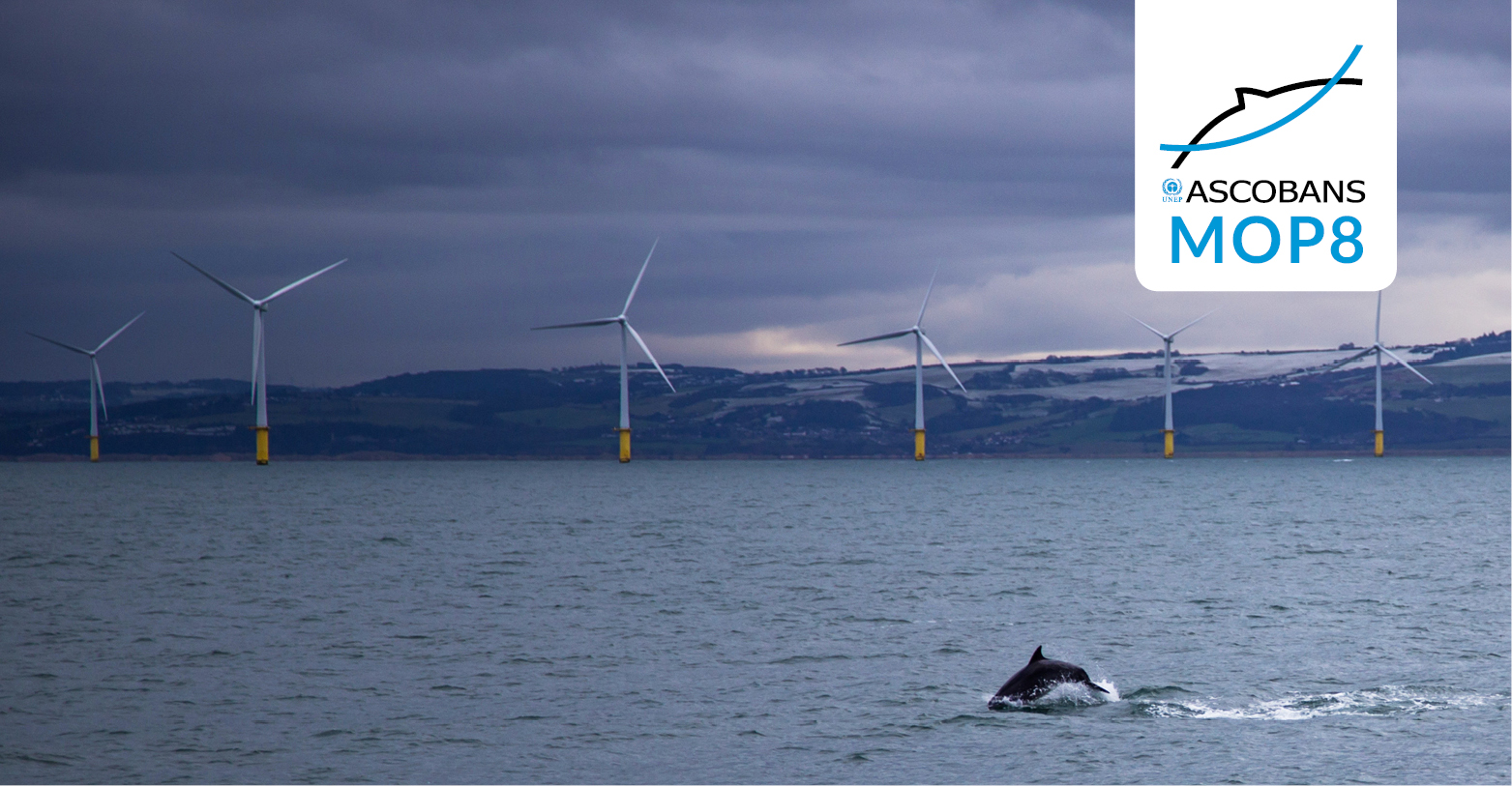 Between The Turbines Consider The Marine Species Affected By Ocean Energy Cms