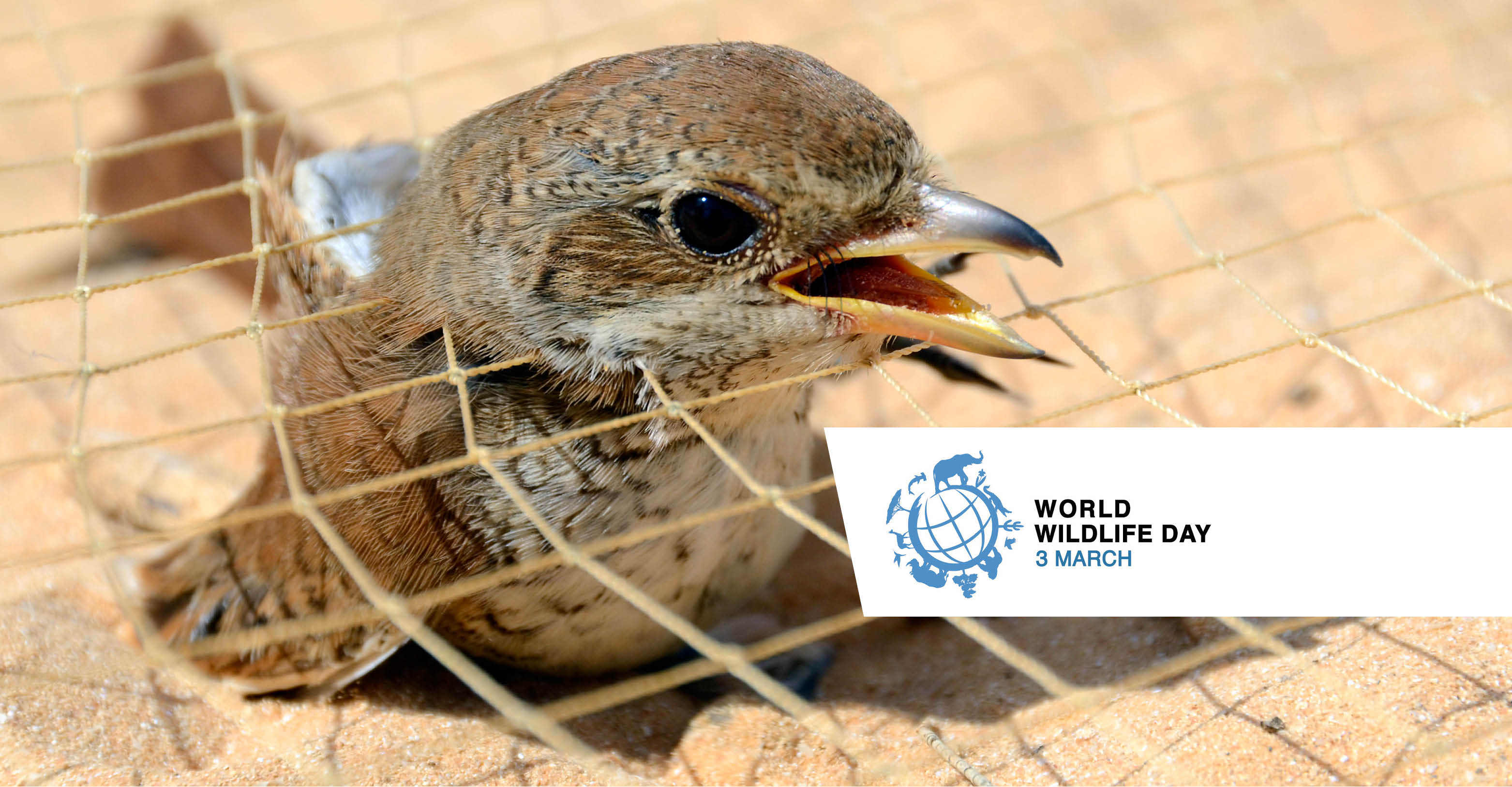 Bird trapped in a net found along the Egyptian coast © Holger Schulz 