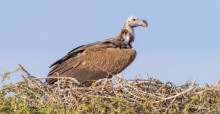 Lappet-faced Vulture © Ahmed Al-Dhaheri 