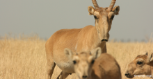 Saiga Antelope (Saiga tatarica) - © Navinder Singh