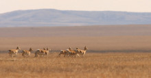 Mongolian Gazelles © Thomas Müller 