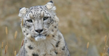 Snow Leopard (Uncia uncia) © pixabay.com 