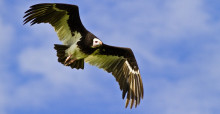 White-headed Vulture (Trigonoceps occipitalis) is classified as Critically Endangered by the IUCN. © André Botha 