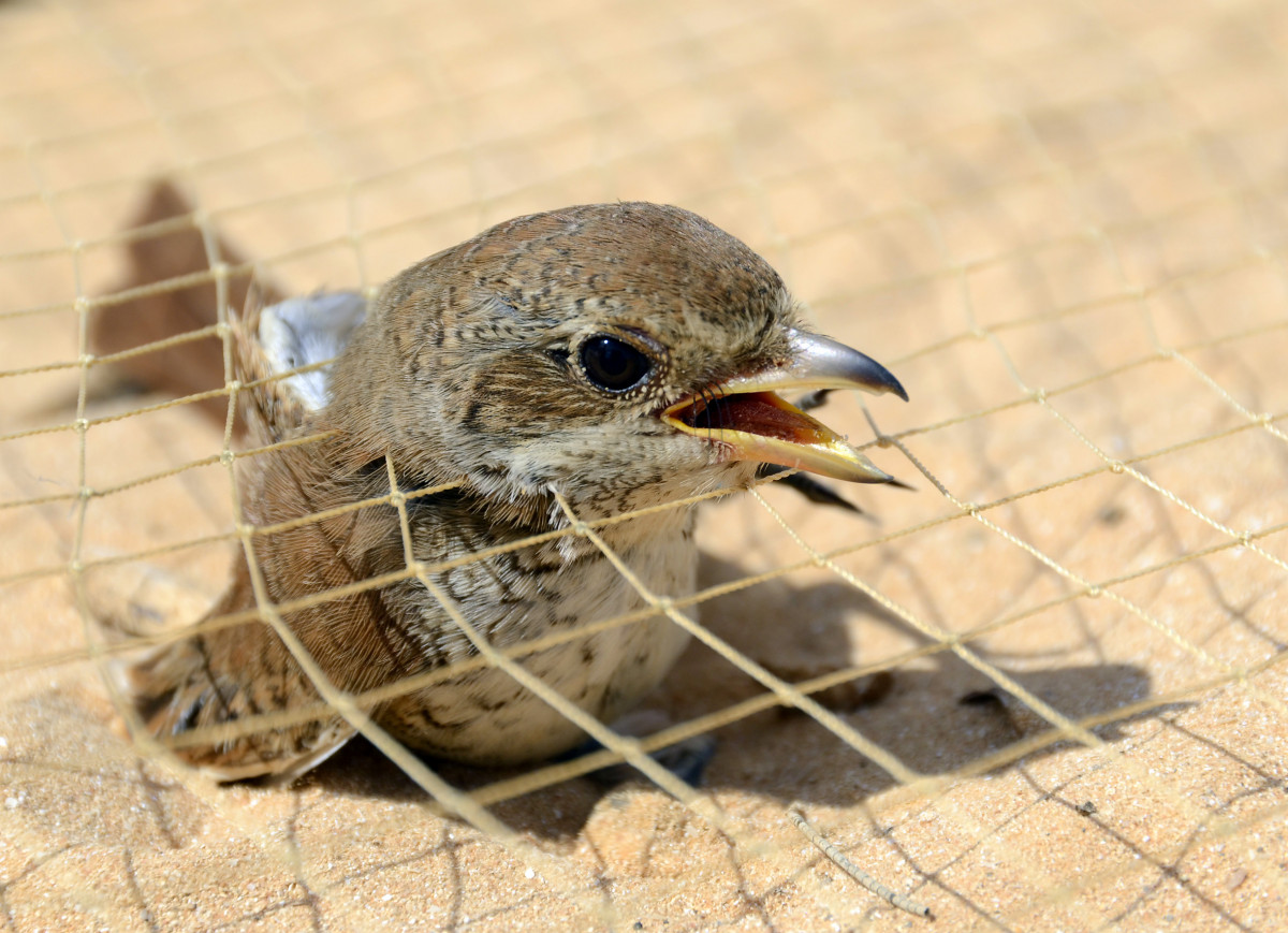 Bird Trapping in Egypt and Libya