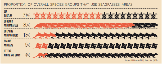 Use of Seagrass Areas