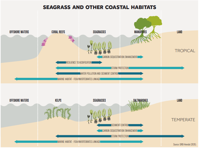 Seagrass and other coastal habitats