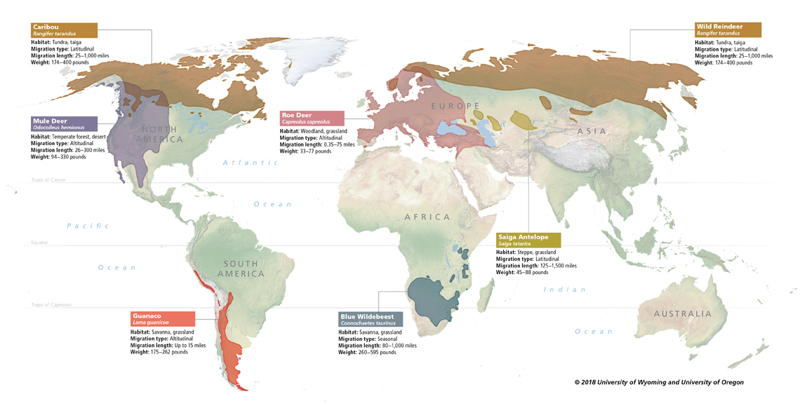Global Ungulate Migration Map